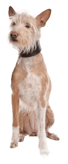 Podenco portugués