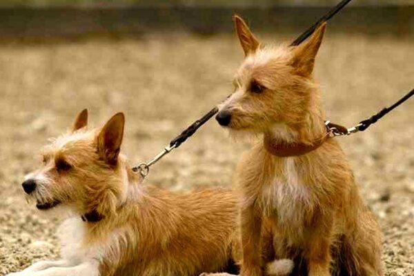 Donde encontrar un Podenco portugués