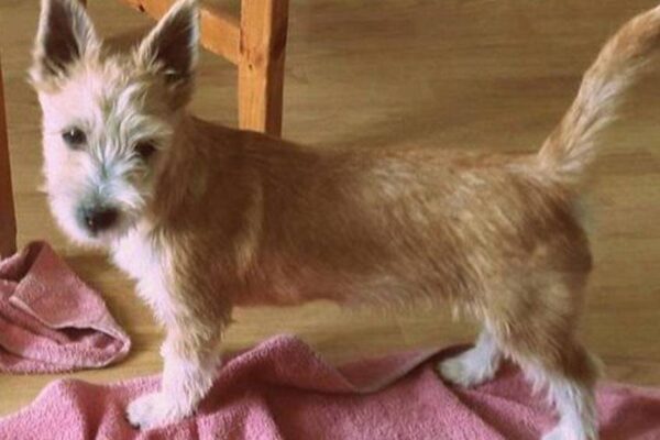 Es adecuado para usted un Podenco portugués