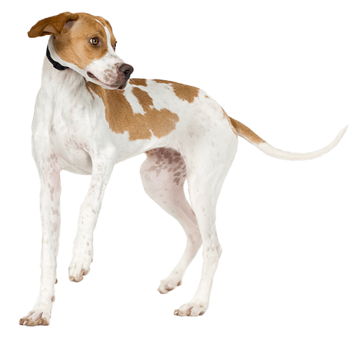 Pointer inglés