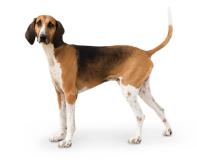 Poitevino