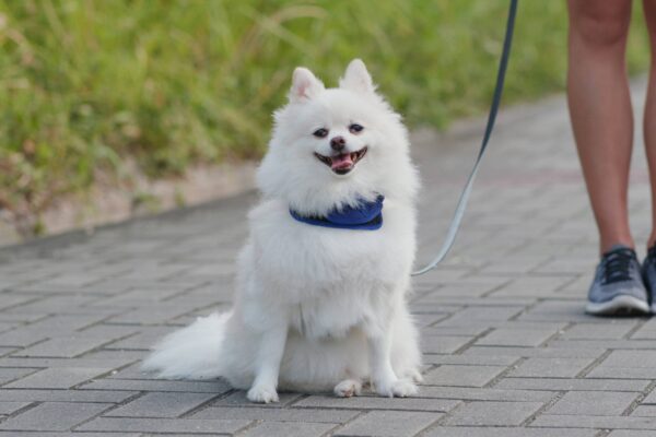 Cuidados del pomerania