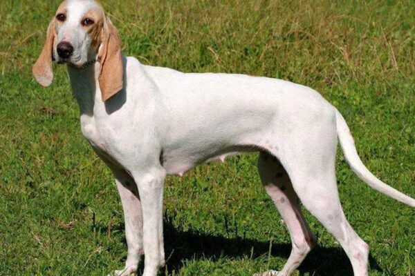 Como es un perro el porcelana