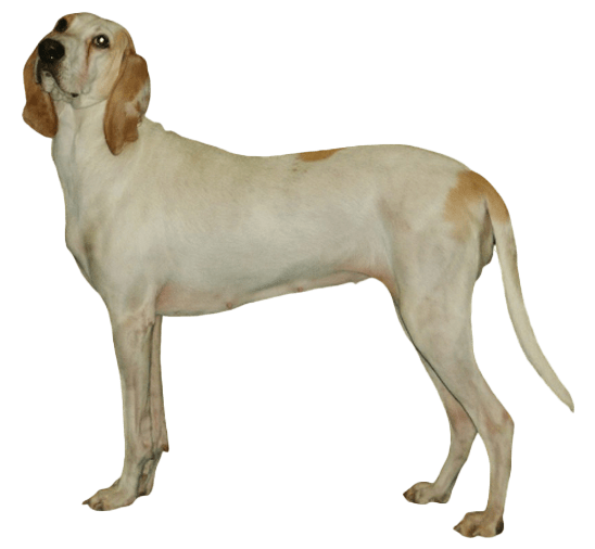 Porcelana