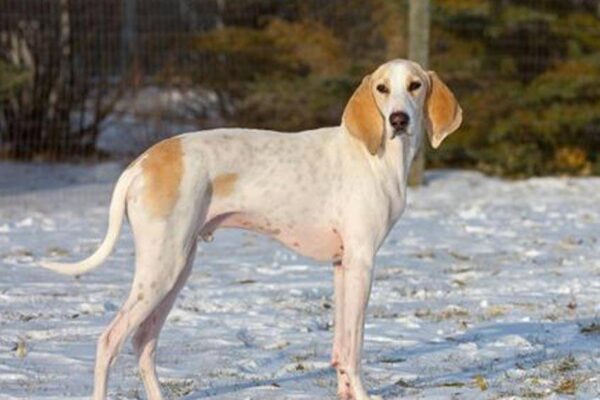 donde se encuentra un perro de porcelana