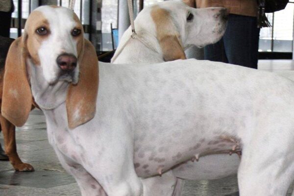 de dónde vienen los perros de porcelana