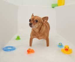 Preparando el baño