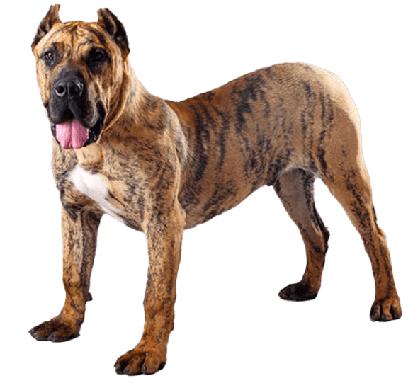 Presa canario