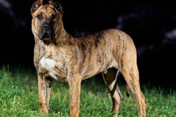 el Presa canario es igual a un pit bull