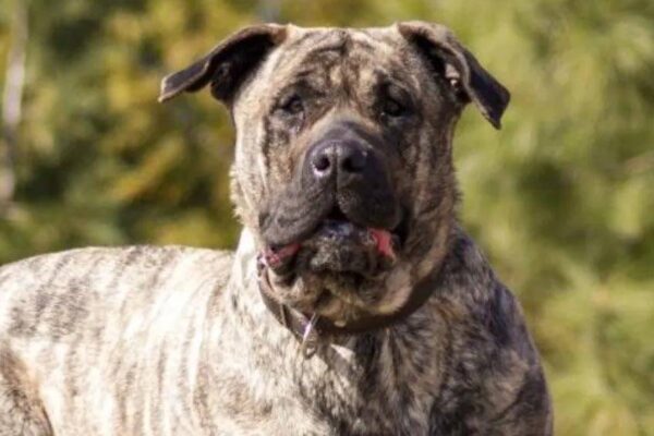 origen del Presa canario