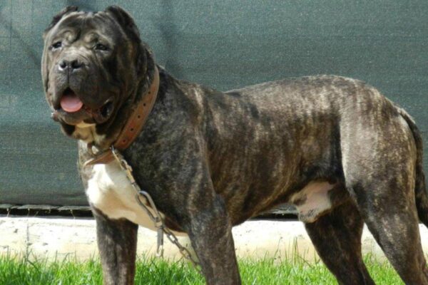 qué es el Presa canario
