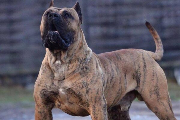 temperamento del Presa canario
