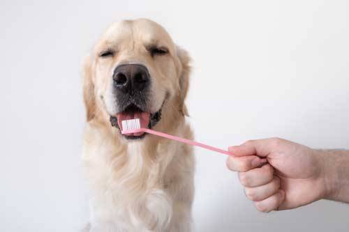 su crema dental para perros