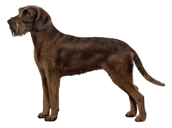 Pudelpointer