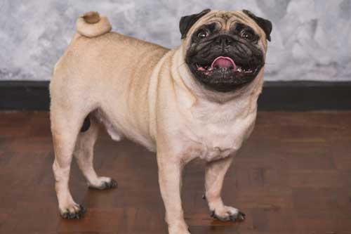 pug aspecto