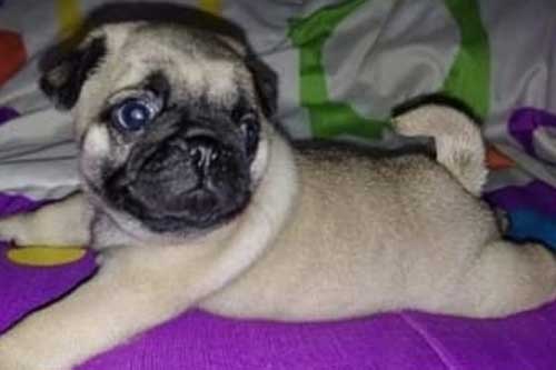 pug origen