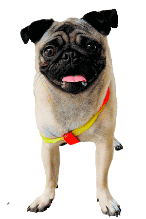 pug