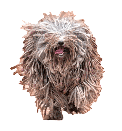 Puli hungaro