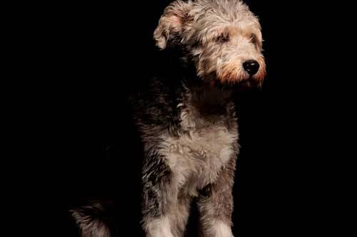caracteristicas del pumi