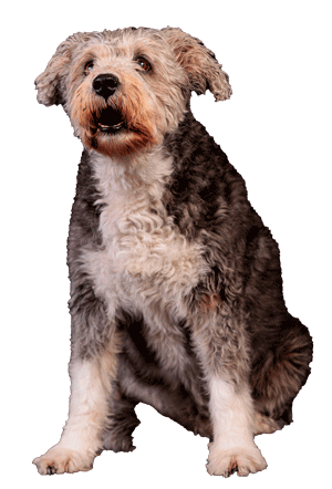 El Perro de Raza Pumi: Un Compañero Activo y Enérgico