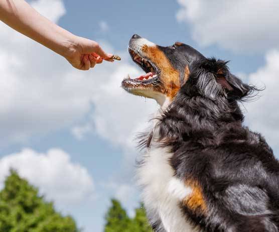 recompensa a tu mascota