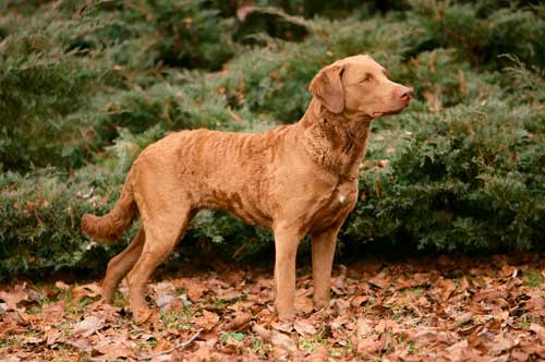 Retriever de Chesapeake aspecto