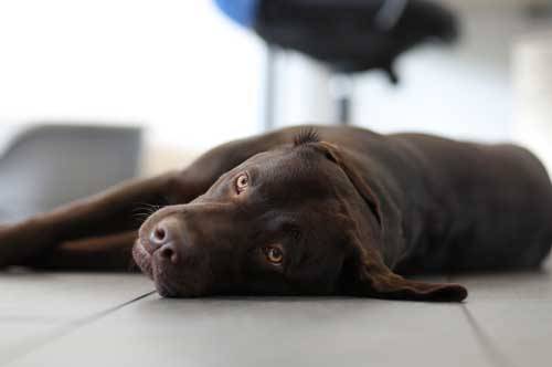 Retriever de Chesapeake temperamento