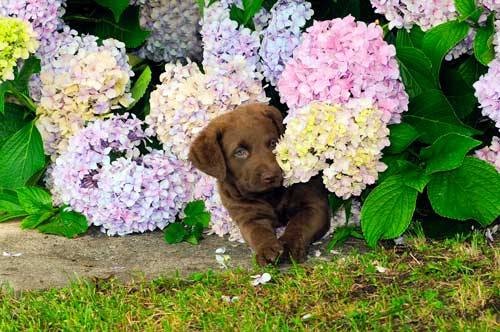 Retriever de Chesapeake origen