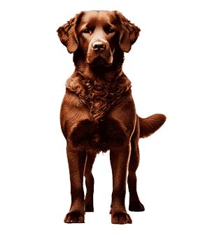 Retriever de Chesapeake