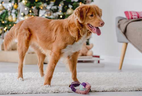 Retriever de Nueva Escocia aspecto