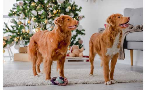 Retriever de Nueva Escocia cuidados
