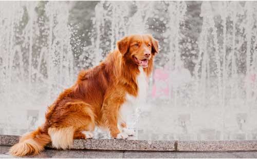 Retriever de Nueva Escocia temperamento