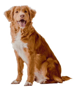 Retriever de Nueva Escocia