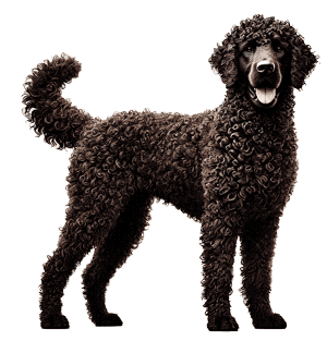 Retriever de pelo rizado