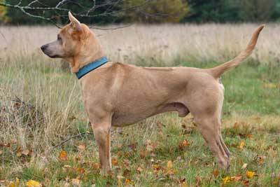 Ridgeback tailandés aspecto
