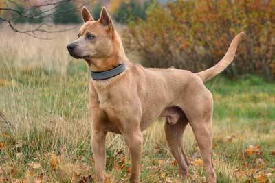 Ridgeback tailandés origen