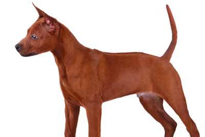 Ridgeback tailandés cuidados