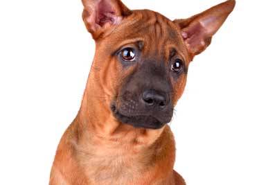 Ridgeback tailandés comportamiento