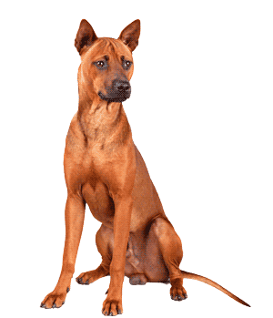 Ridgeback tailandés