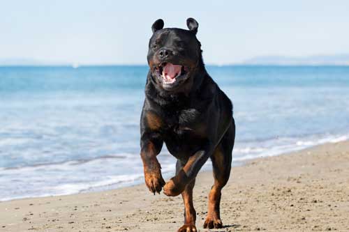 Rottweiler apariencia