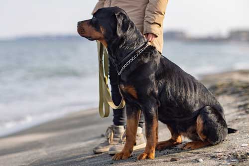 como se entrena un Rottweiler