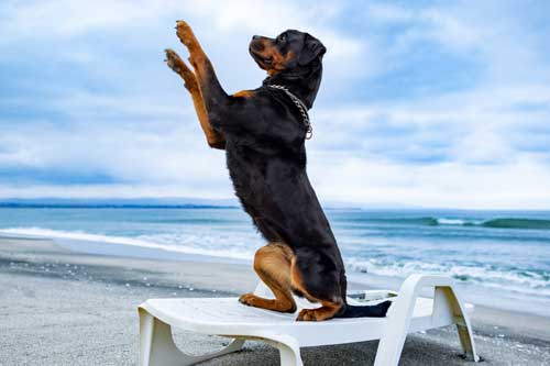 Rottweiler con los dueños