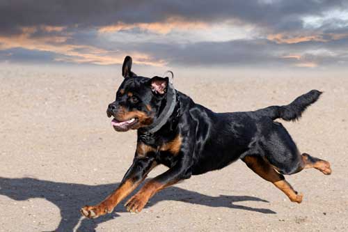 Rottweiler como saber de la salud
