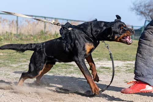 Rottweiler personalidad