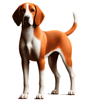 Sabueso de Hygen