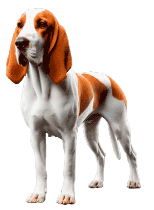 Sabueso francés blanco y naranja