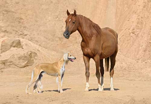 Saluki origen