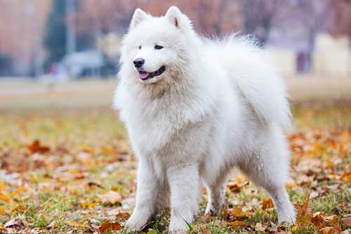 Samoyedo apariencia