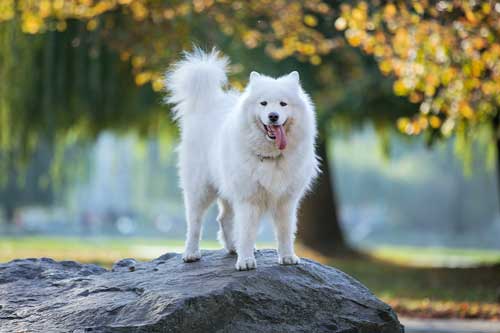 Samoyedo alimentación