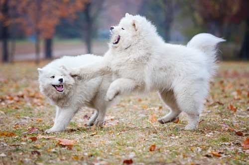 Samoyedo juegos